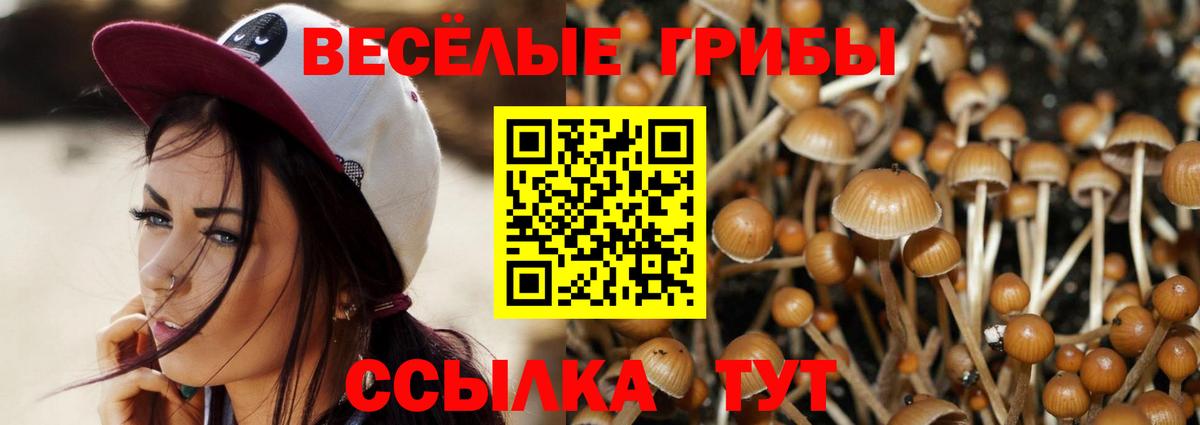 Торжок  Псилоцибиновые грибы Cubensis  Вход с VPN 
